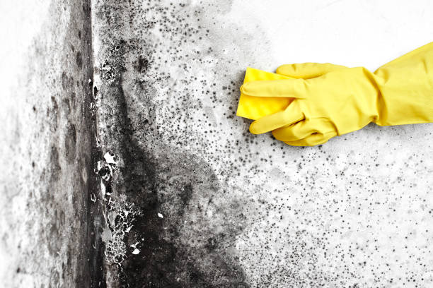Best Asbestos and Lead Testing During Mold Inspection  in Sweeny, TX